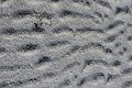 Bevroren strand (1)